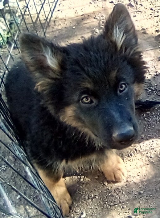 German Shepherd dogs for sale: German Shepherd 5 - Ad 18