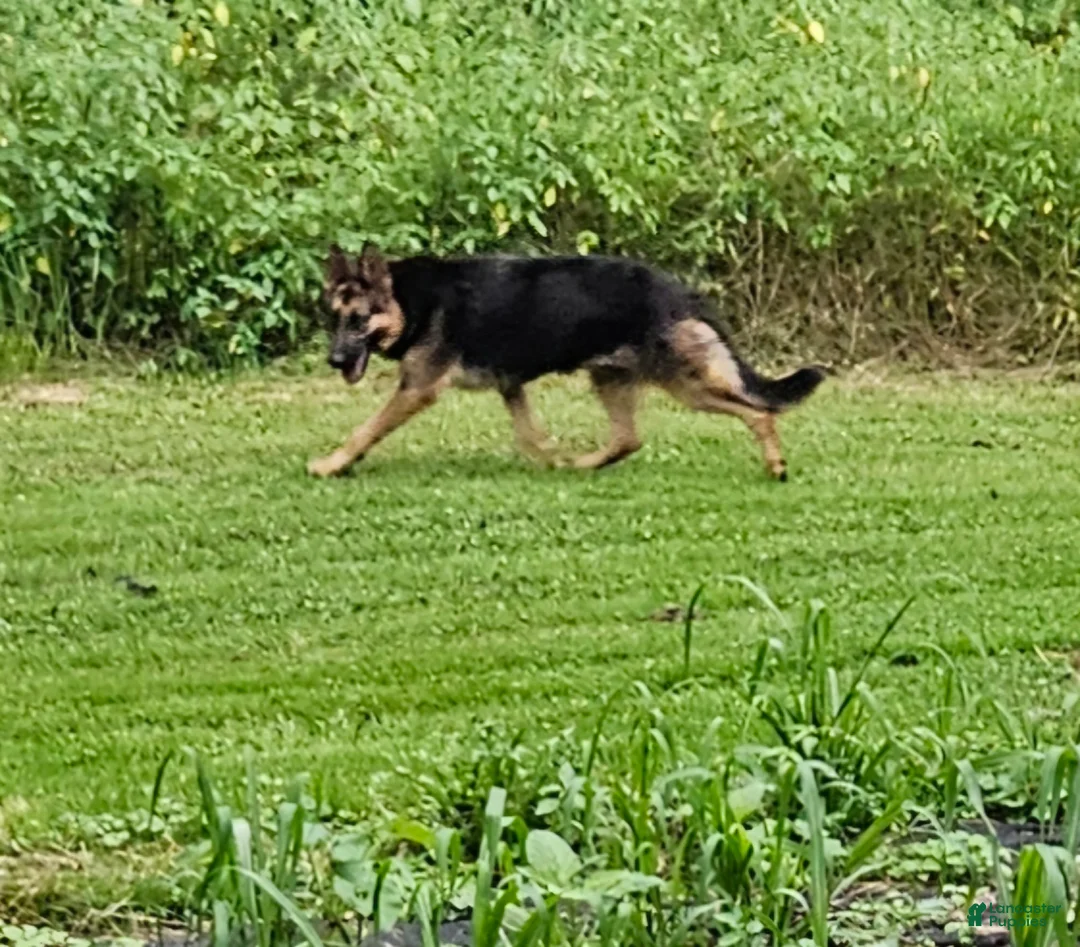 German Shepherd dogs for sale: German Shepherd Puppy 1 - Ad 11