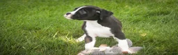 Boxer dogs for sale: Prince - Ad 4