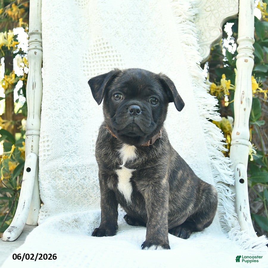 Mixed Breed dogs for sale: Sherlock  - Ad 2