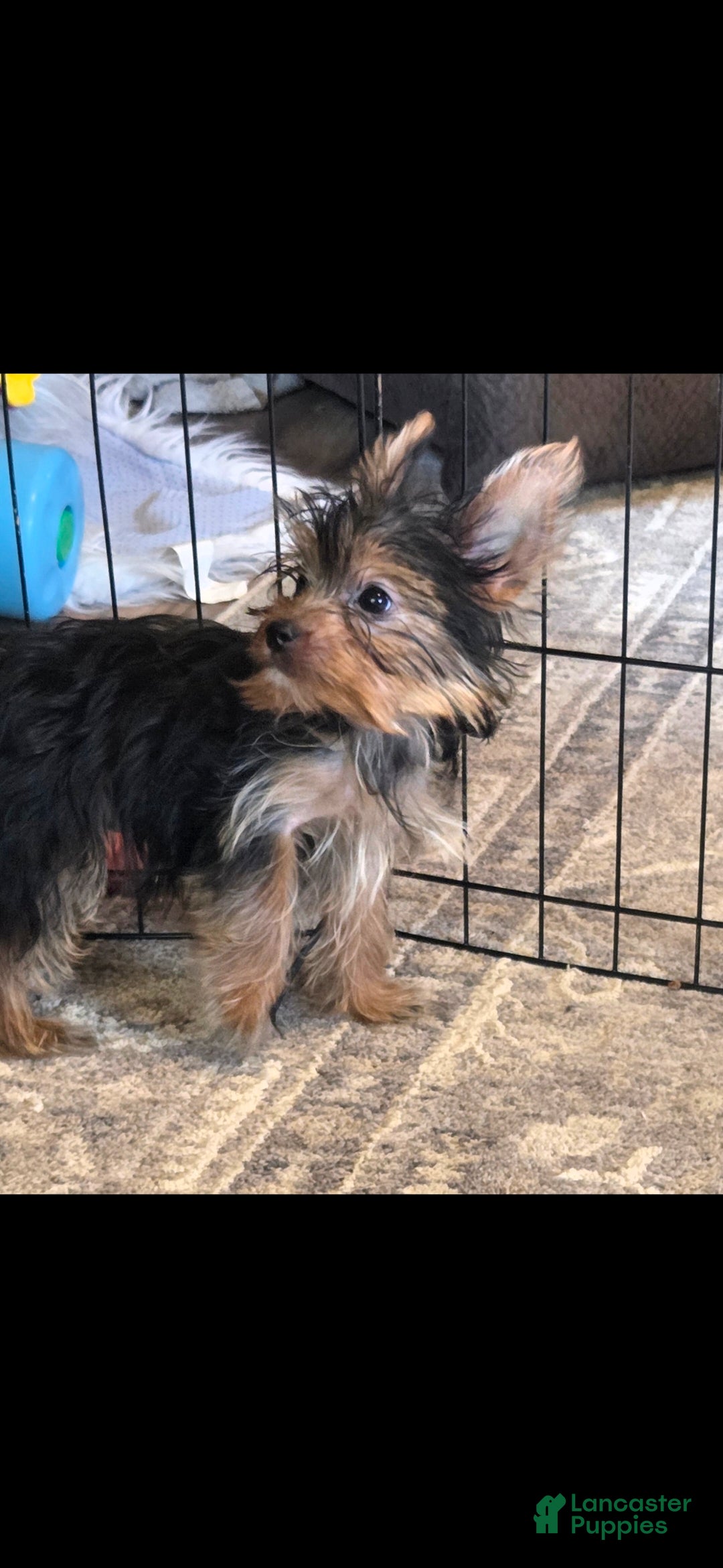Yorkshire Terrier dogs Sherri - Ad 2