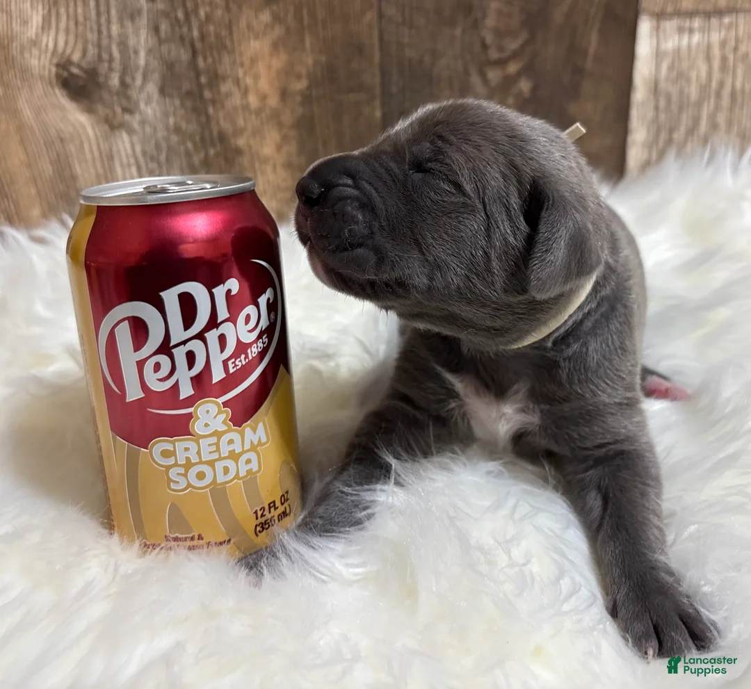 Great Dane dogs for sale: Great Dane - Cream - Ad 6