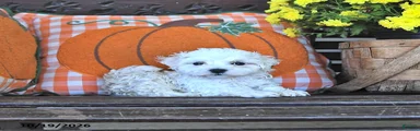 Pete