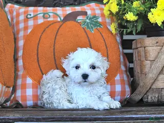 Maltipoo dogs Pete - Ad 1