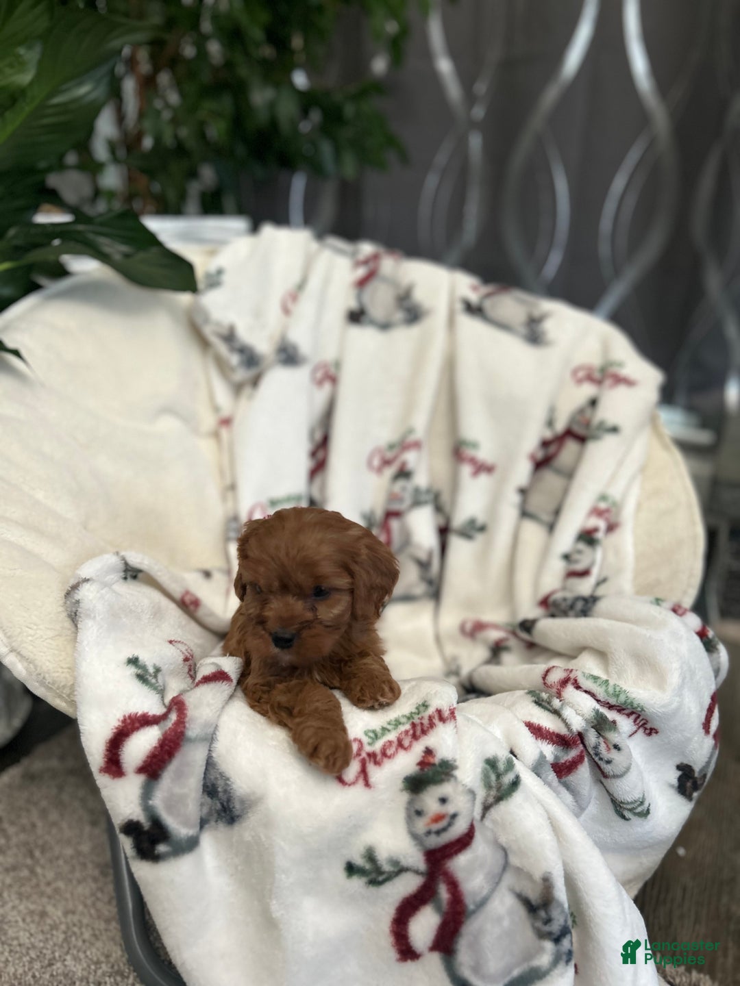 Cavapoo dogs for sale: Cavapoo Puppy 4 - Ad 3