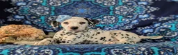 Dalmatian dogs for sale: Lainie - Ad 6