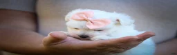 Maltese dogs for sale: Melodie 💕  - Ad 10