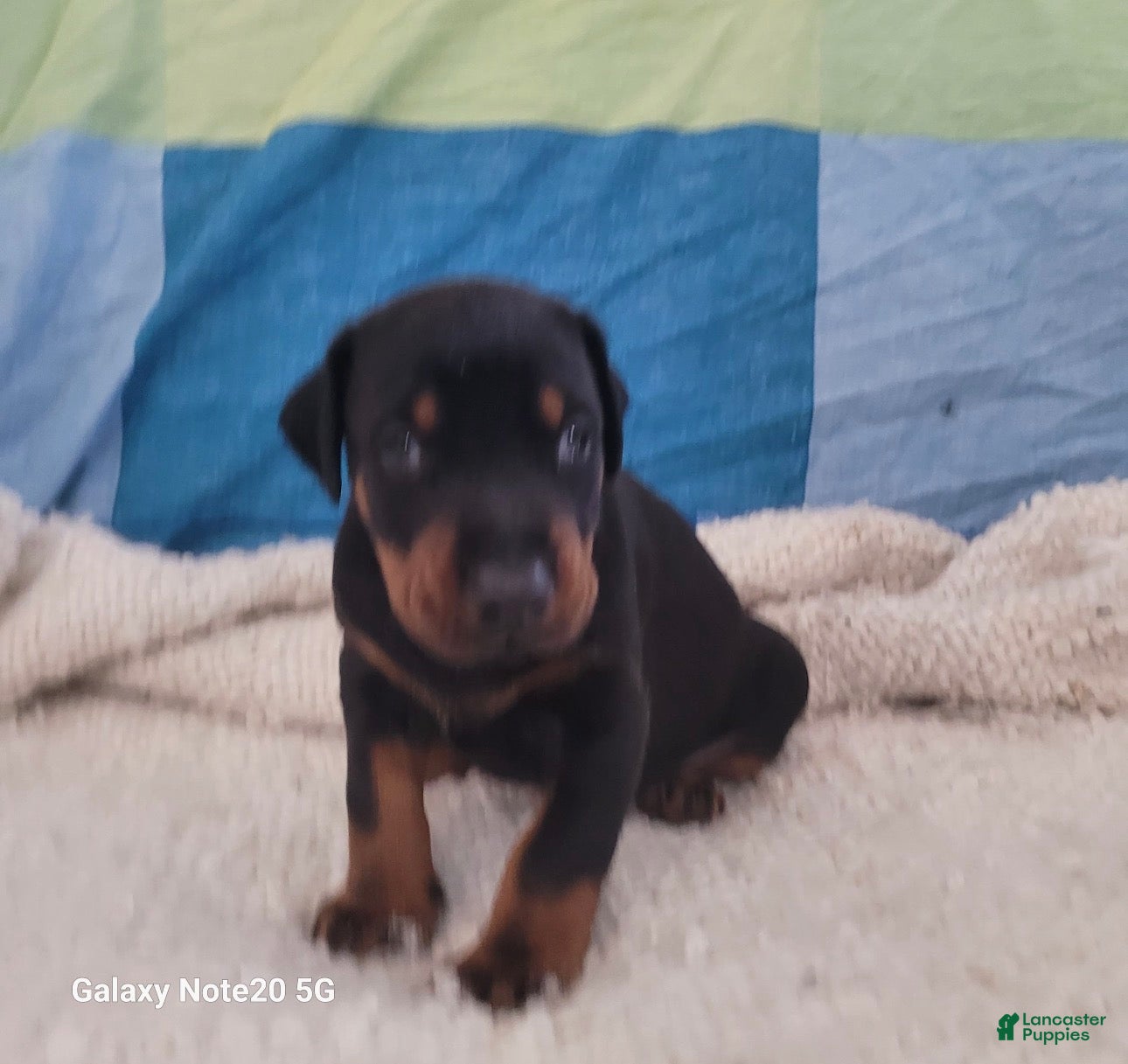 Doberman Pinscher dogs Doberman Pinscher Puppy 1 - Ad 38