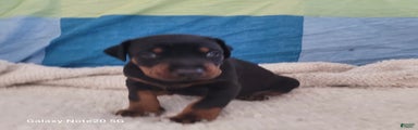Doberman Pinscher Puppy 1