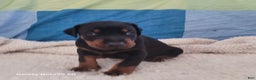 Doberman Pinscher dogs for sale: Doberman Pinscher Puppy 1 - Ad 1