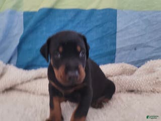 Doberman Pinscher dogs Doberman Pinscher Puppy 1 - Ad 38