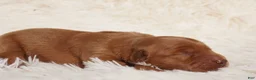 Golden Retriever dogs for sale: Daisy -AKC, Genetically Clear - Ad 35