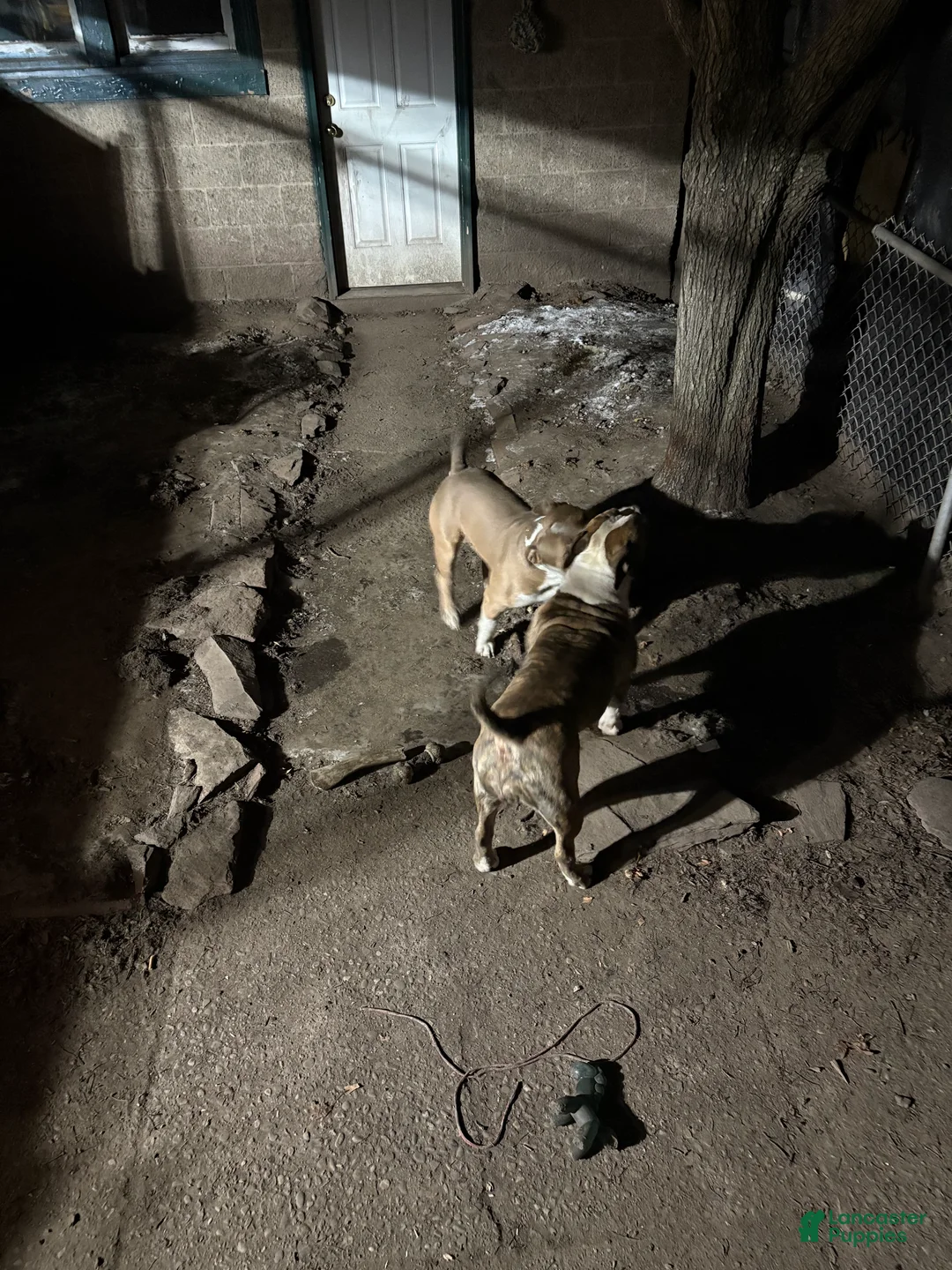 American Bully dogs for sale: Ace - Ad 6