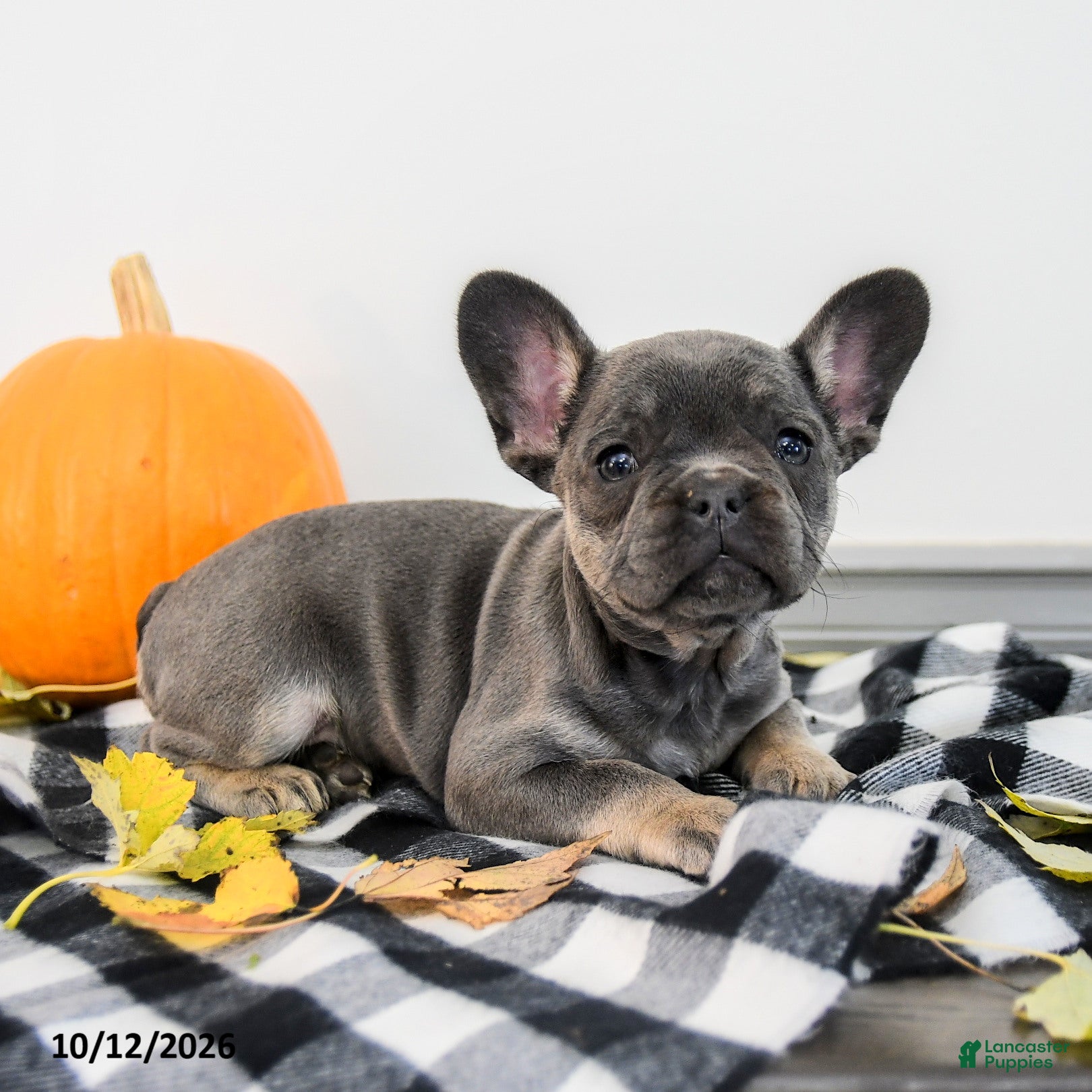 French Bulldog dogs for sale: Alexa - Ad 2