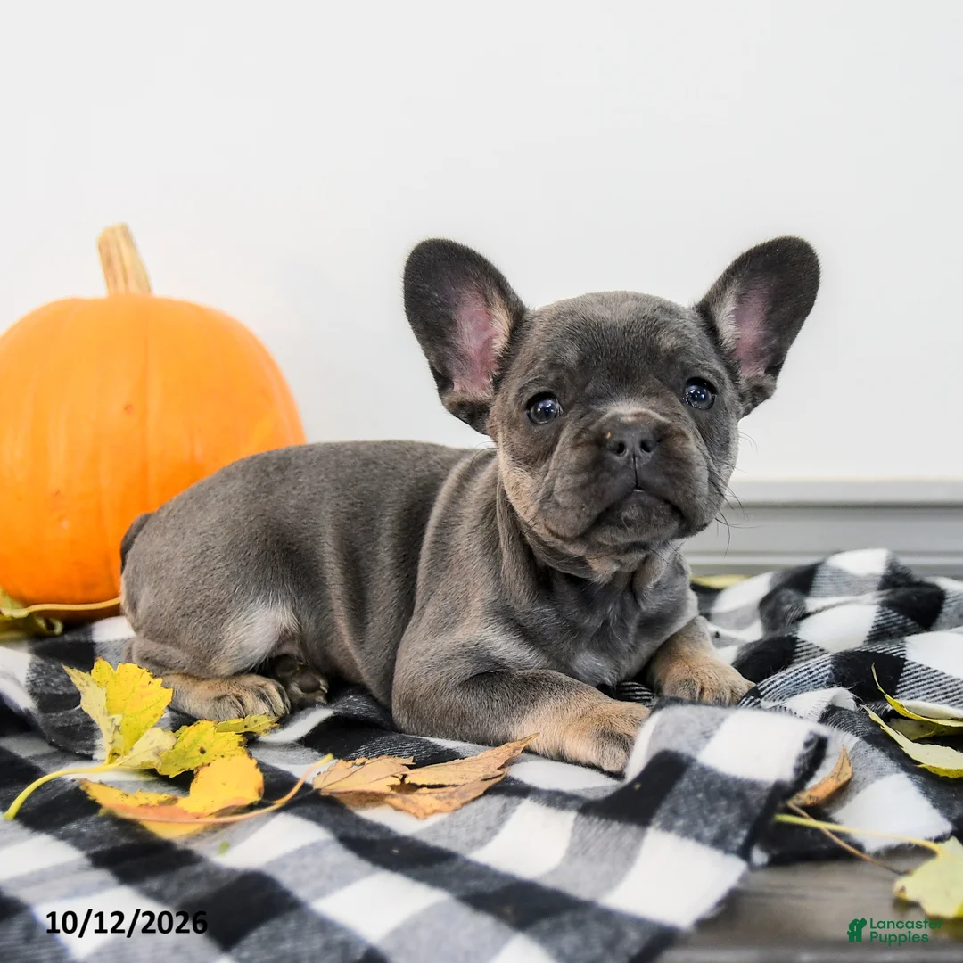 French Bulldog dogs for sale: Alexa - Ad 2