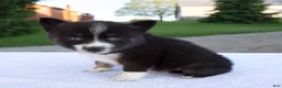 Pomsky dogs for sale: Molly - Ad 3