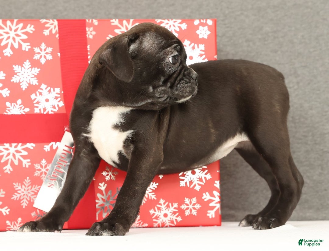 Frenchton dogs for sale: Eggnog - Ad 6