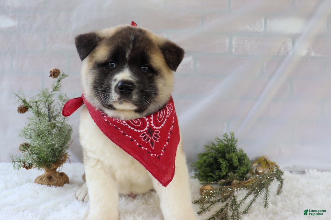 Akita dogs for sale: Trevor - Ad 5
