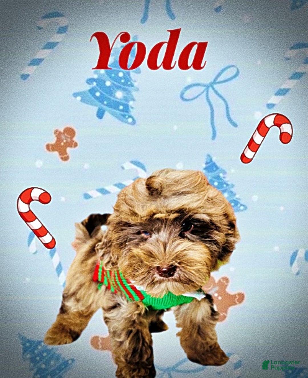 Havapoo dogs for sale: Yoda - Ad 5