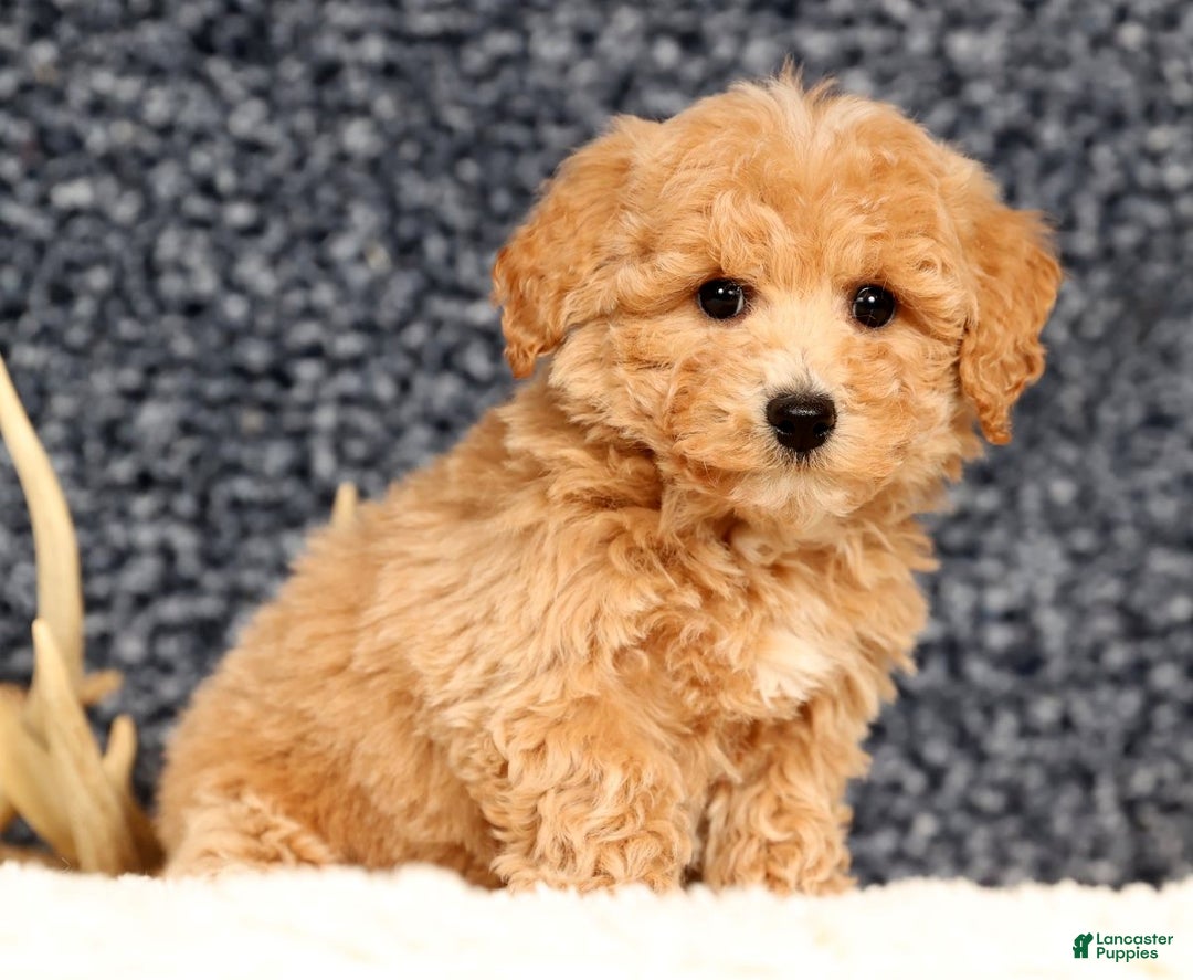 Bichpoo dogs for sale: Chase - Ad 8