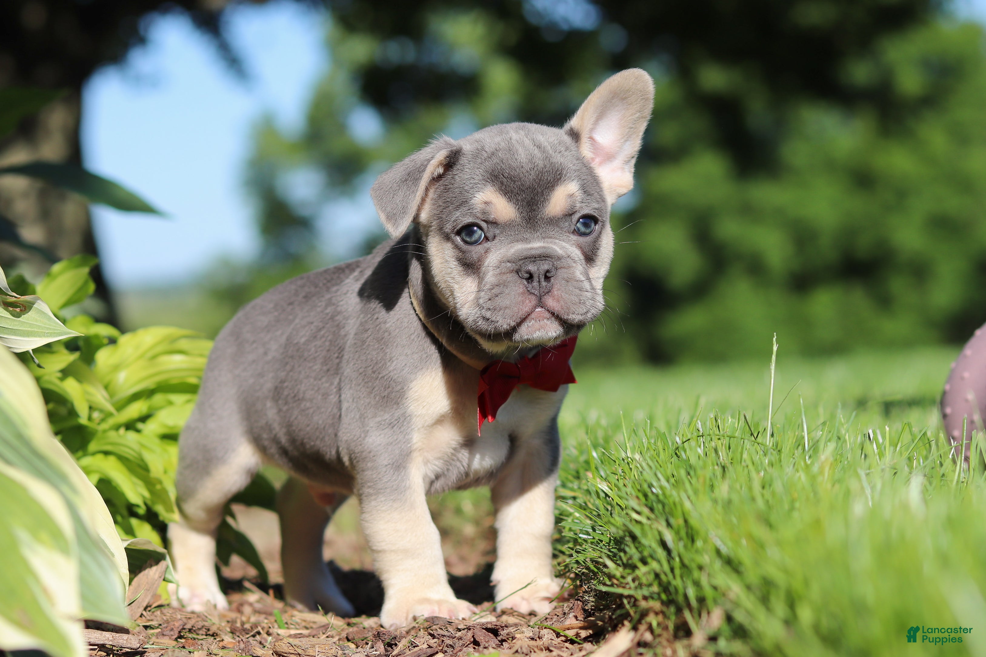 French Bulldog dogs for sale: Parker - Ad 6