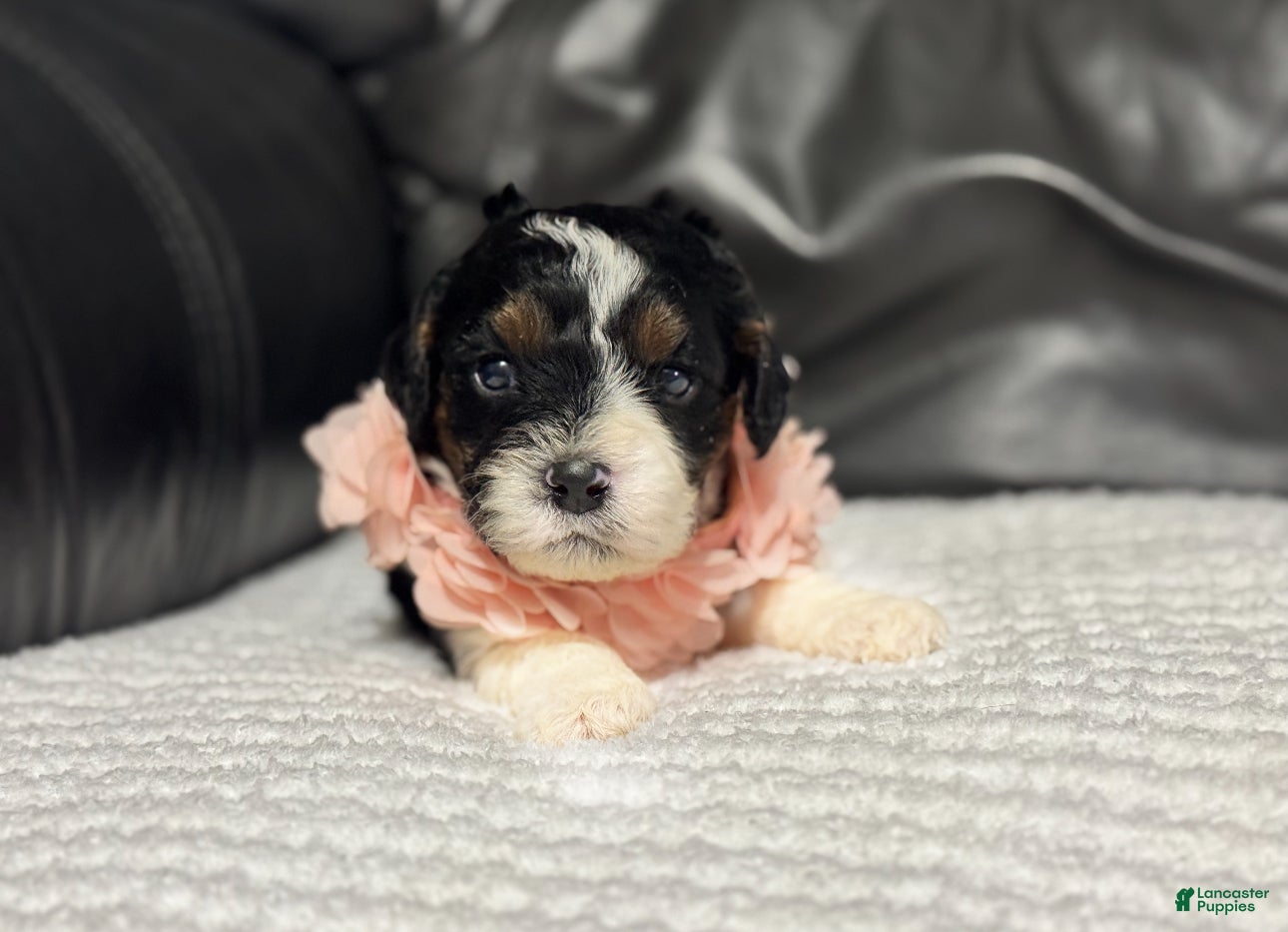 Cavapoo dogs Maggie - Ad 42