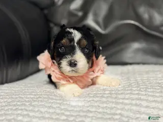 Cavapoo dogs Maggie - Ad 42