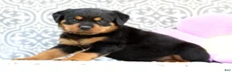 Rottweiler dogs for sale: Misty - Ad 5