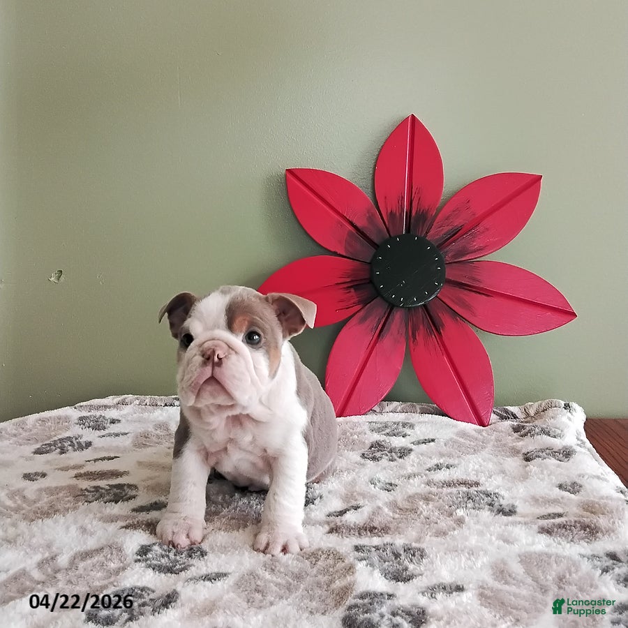 English Bulldog dogs Kristen - Ad 2