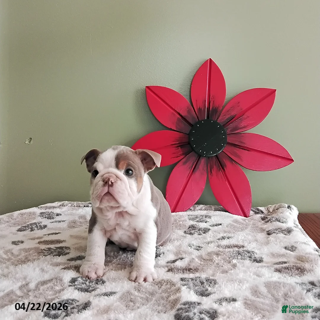 English Bulldog dogs for sale: Kristen - Ad 2