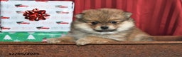 Pomeranian dogs for sale: Noel - Ad 2