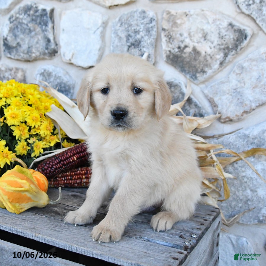Golden Retriever dogs Champ  - Ad 2
