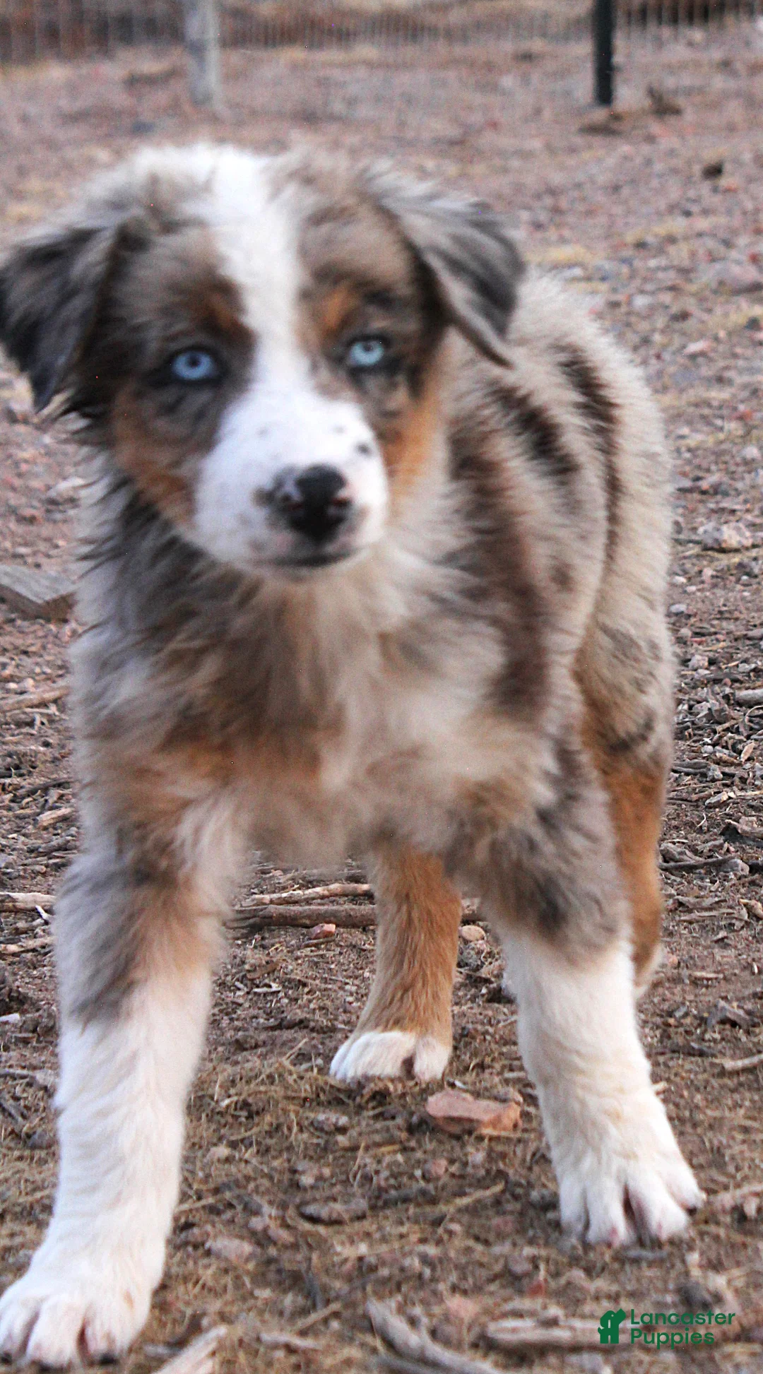 Australian Shepherd dogs for sale: 1 Blue/Red merle girl with blue eyes  - Ad 2
