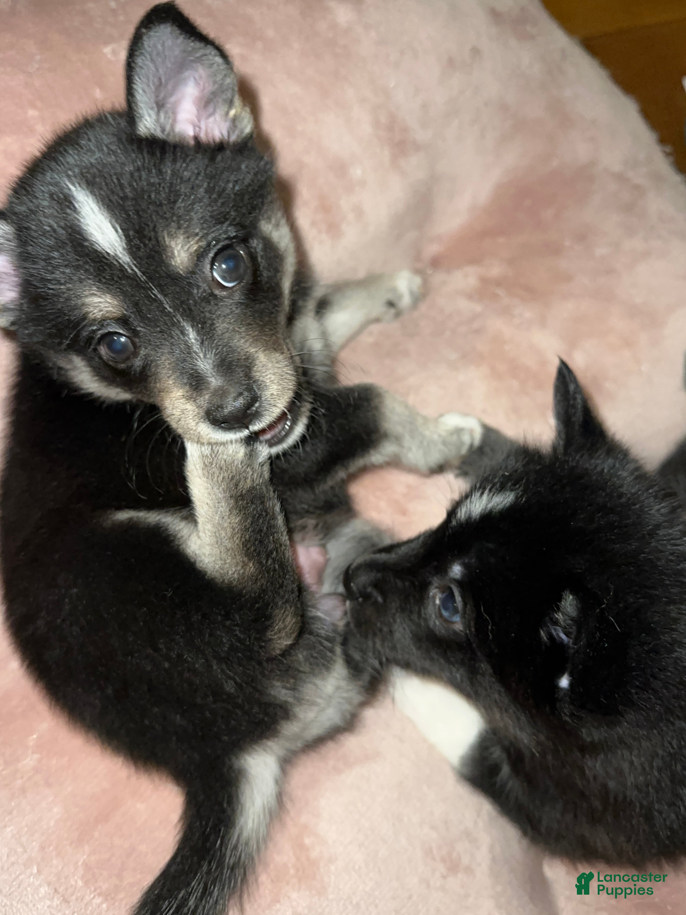Pomsky dogs for sale: Pomsky 1 - Ad 13