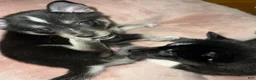 Pomsky dogs for sale: Pomsky 1 - Ad 1