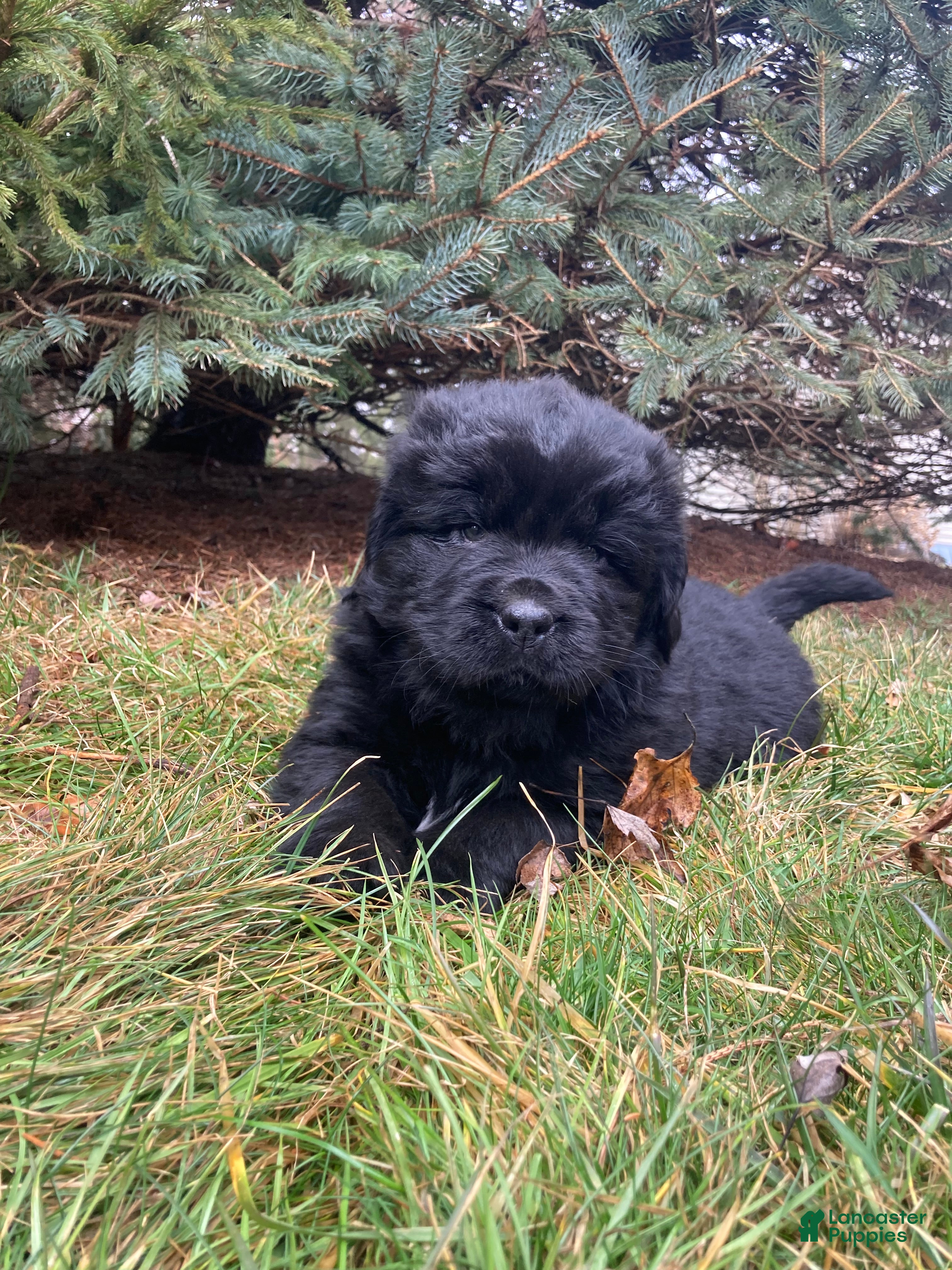 Newfoundland dogs Alex  - Ad 2