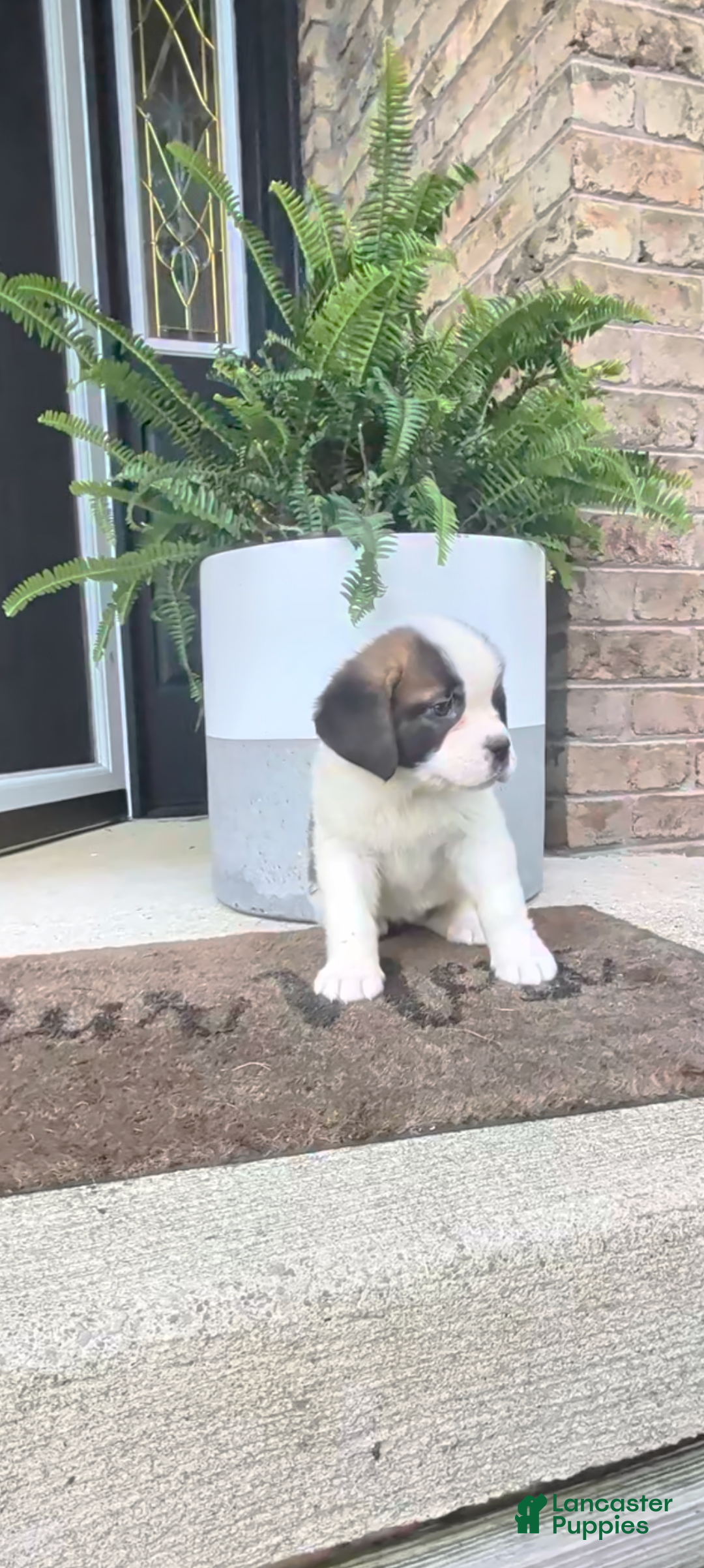 Saint Bernard dogs Becca - Ad 2