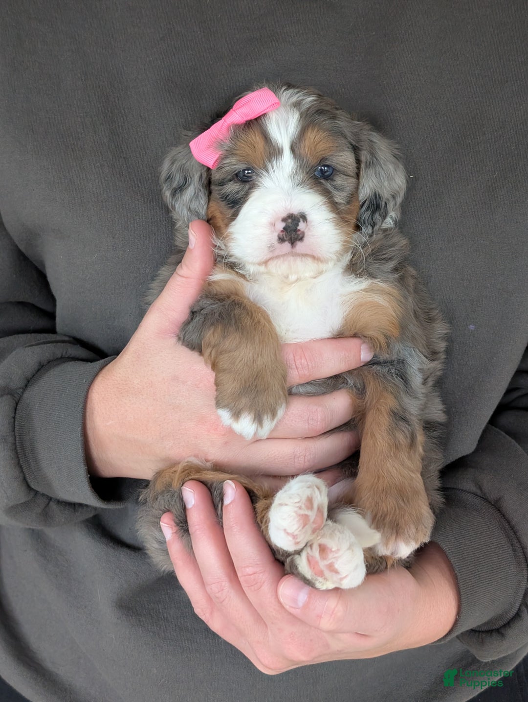 Mini Bernedoodle dogs for sale: Mini Indy  - Ad 24