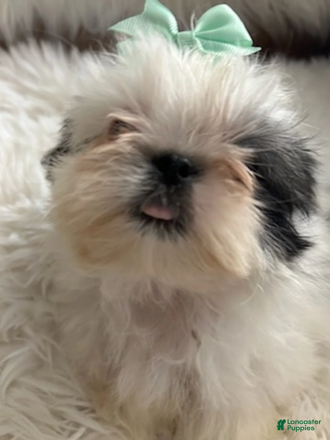 Shih Tzu dogs for sale: Shih Tzu Male 2 - Ad 2