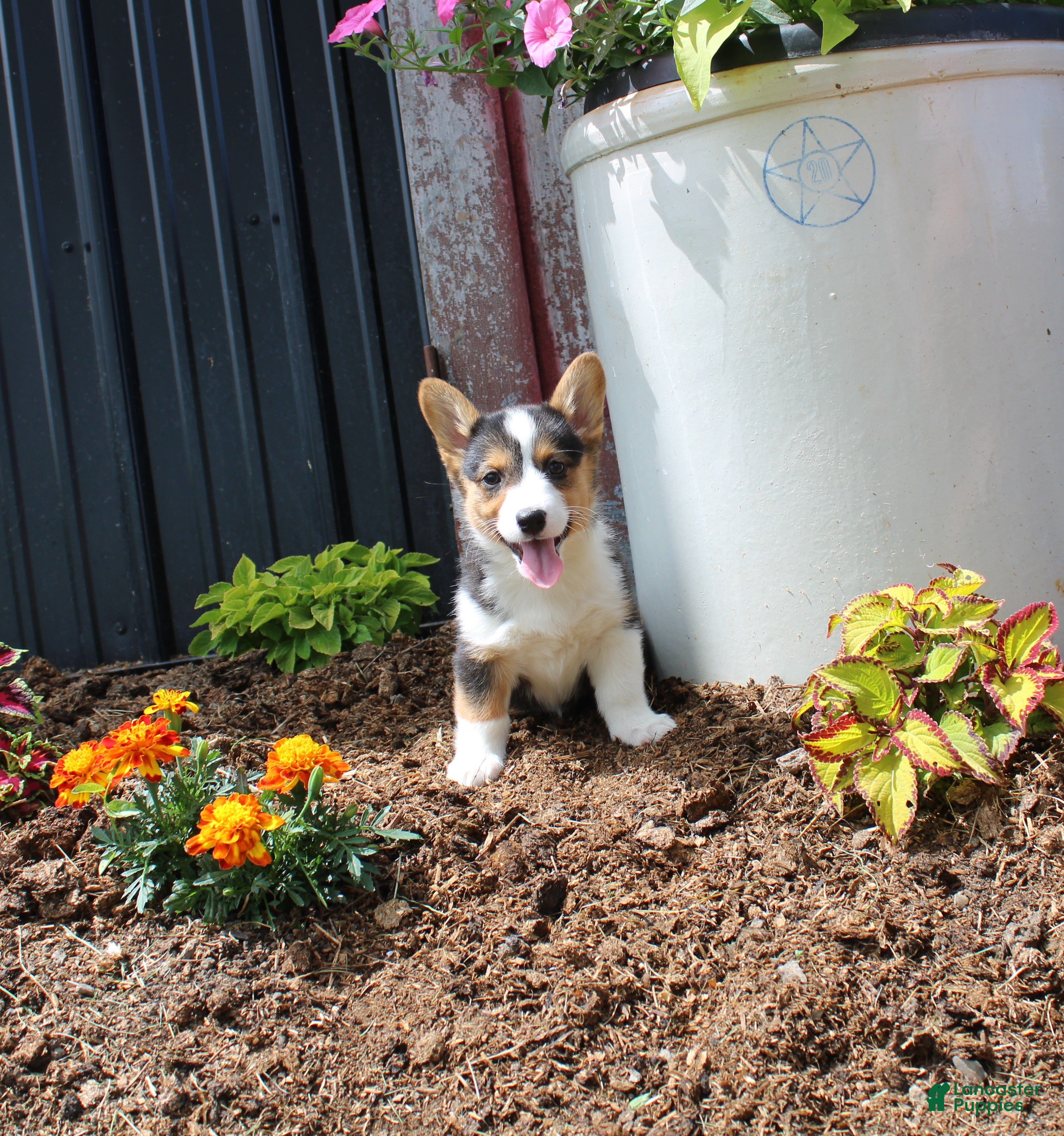Welsh Corgi Pembroke dogs Paisley - Ad 1