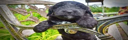 Havapoo dogs for sale: Webster - Ad 4