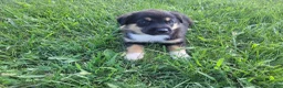Sheprador dogs for sale: Max  - Ad 2