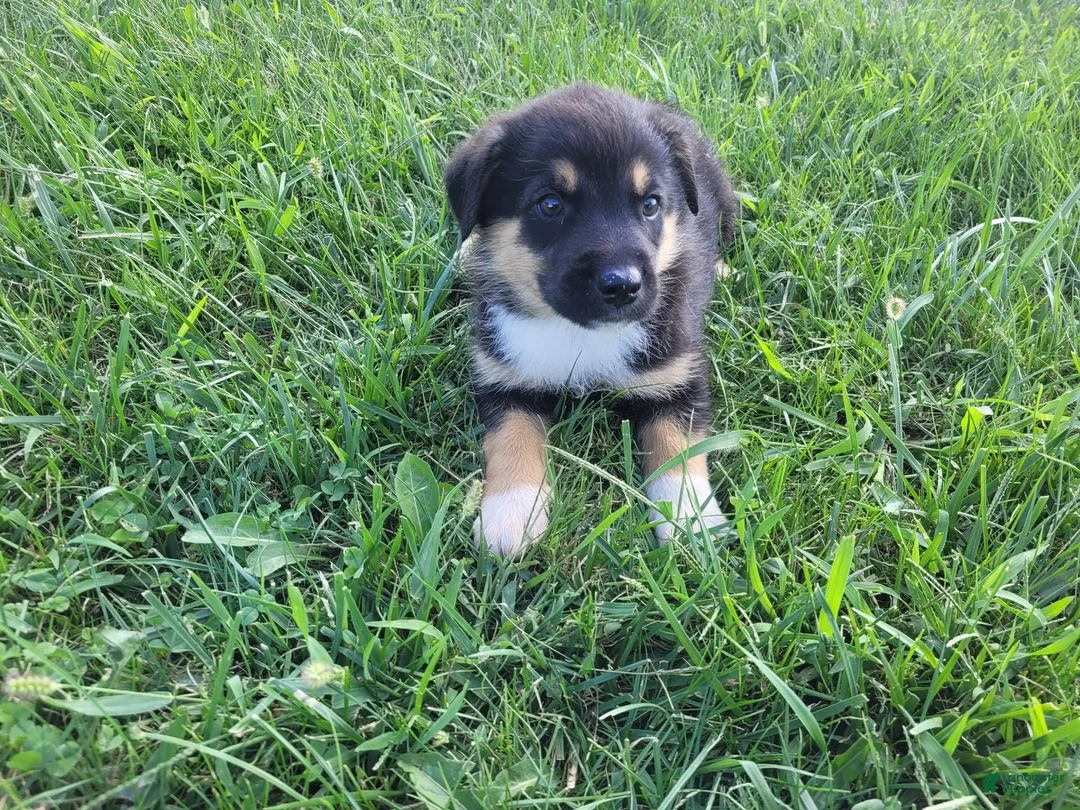 Sheprador dogs for sale: Max  - Ad 2