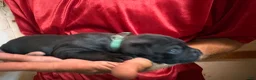 Cane Corso dogs for sale: Black - Ad 11