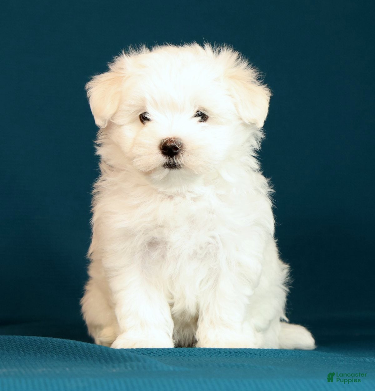 Maltese dogs Lily - Ad 1