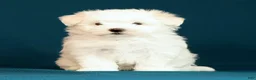 Maltese dogs for sale: Lily - Ad 1