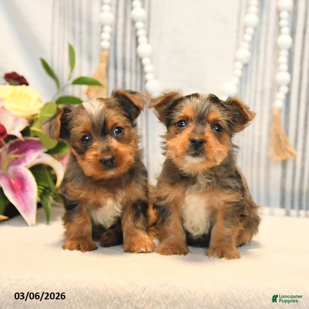 Yorkshire Terrier dogs for sale: Ozzy - Ad 5