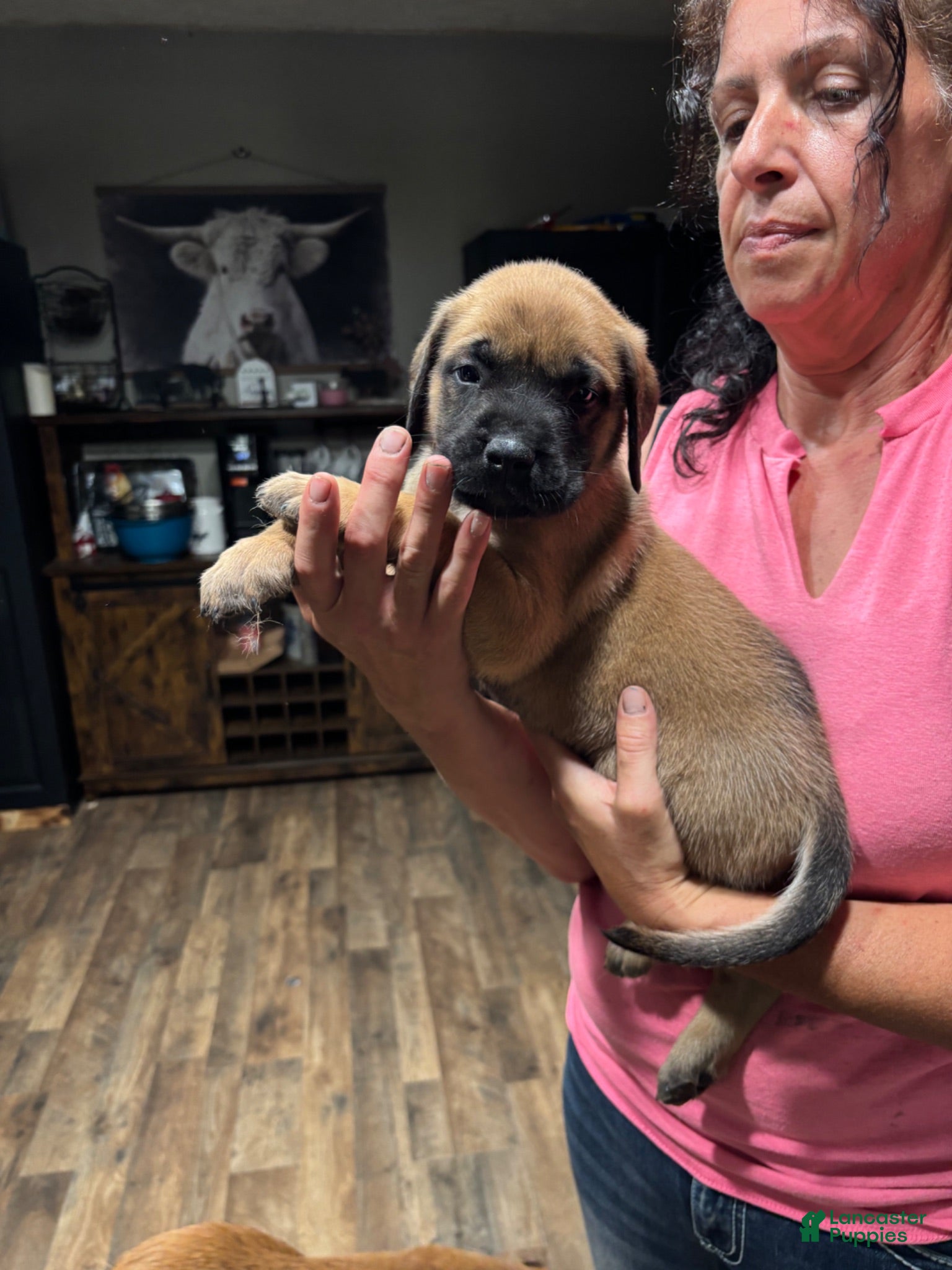 English Mastiff dogs English Mastiff 2 - Ad 15
