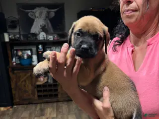 English Mastiff dogs English Mastiff 2 - Ad 8