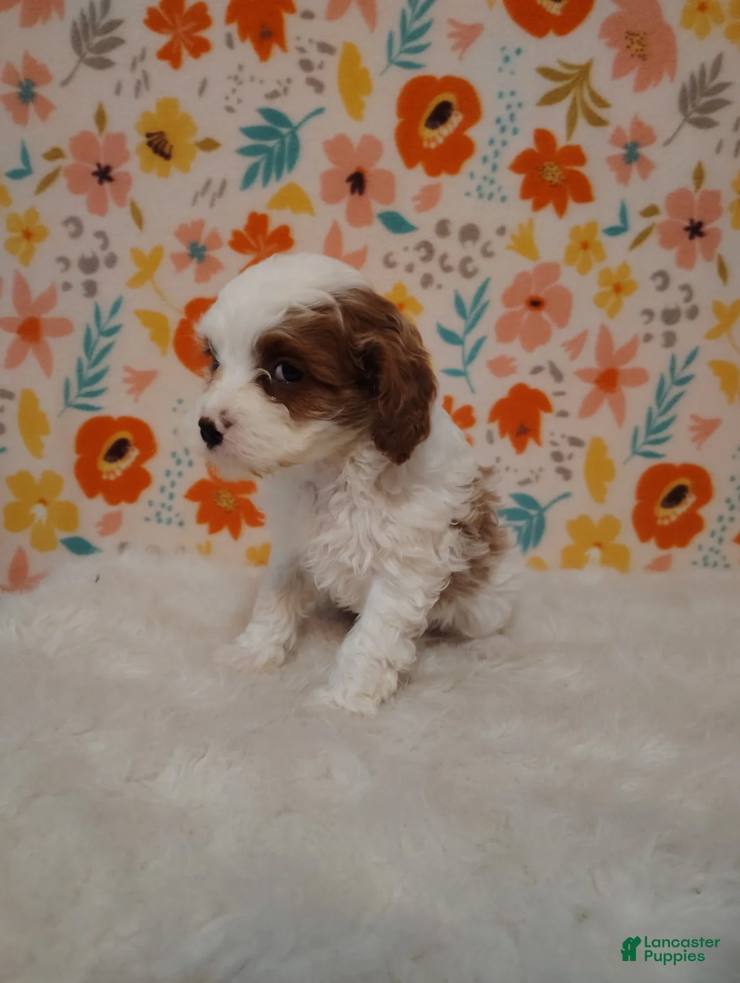Cavapoo dogs for sale: May - Ad 7